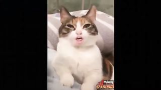 Best Funny Animal Videos Of The 2023 Funny Cats and Dogs Video Funniest Animals 1110