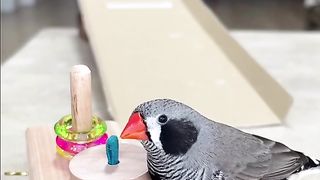 Birds Training