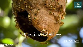 quran kareem _ anas el-ghamdi