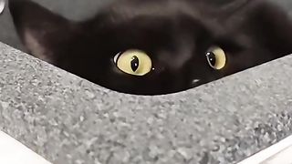 Cat love 5