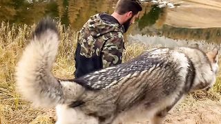 Wolf Scary Scene