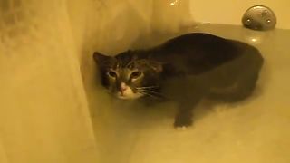 cats shower