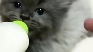 Cat who wants attention