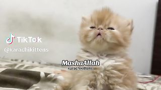 Persian kitten 2