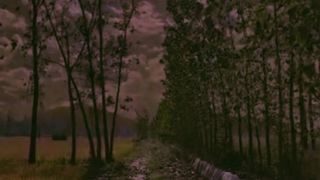 Night nature