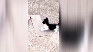Funniest baby Animals video with Funny Cats and Dogs
