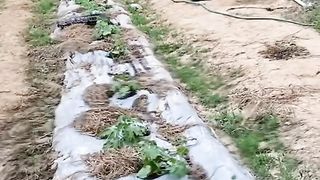 Perbandingan mulsa plastik dan mulsa jerami padi