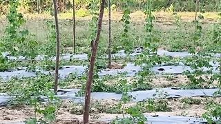 Keunggulan mulsa plastik untuk tanaman