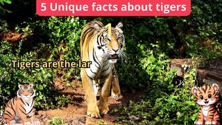 5 Unique Facts about tigers