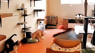 Klakuan absurd HEWAANNII 2