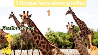 5 Unique Facts about giraffes