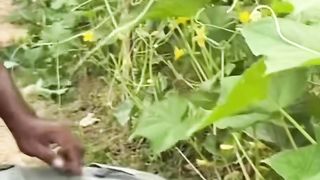 Jenis pupuk yang cocok untuk tanaman timun