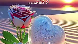 Lovely 159