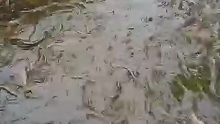 Panen ikan lele konsumsi di kolam terpal