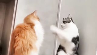 FUNNY CATS and DOGS ???????? & BIRDS, HORSES ???? New Funniest Animals Videos 2023 ????