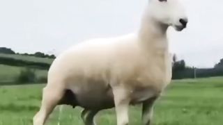 KLAKUAN ABSURD HEWAANNII????????????