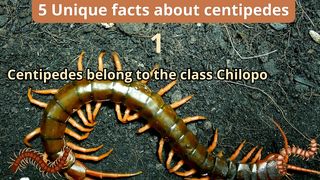 5 Unique Facts about centipedes