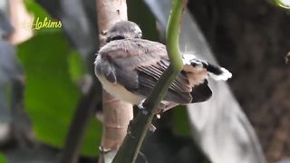 PEMANTAUAN EXTRA..!! ANAK BURUNG INI JADI INCARAN BURUNG KEPODANG YG LAGI B1RAHI..!!