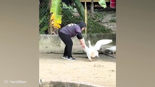 Funny Animal and Human Videos