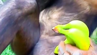 KLAKUAN ABSURD HEWAANNII????????