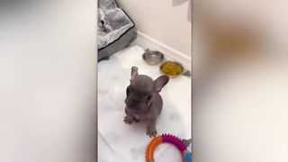 Before & After Animals Growing Up. Incredible Animal Transformations 2