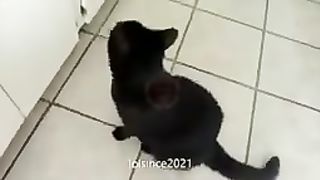Cute and Funny Baby Cat 3