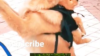 Funny Dog Workout With Puppy
