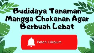 Budidaya Mangga Chokanan Agar Berbuah Lebat