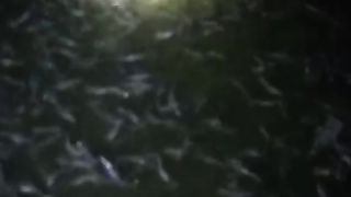 Usaha budidaya ikan lele itu harus extra sabar, sebab berhubungan dengan nyawa ikan