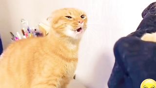Funny Cat video short