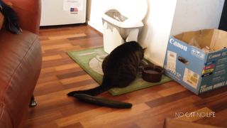 Cats Scared by Cucumbers!|Compilation