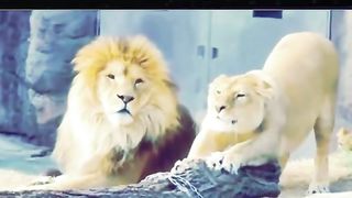 Funny Lion Viral Video 9