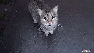 This cute cat is saying something to you!