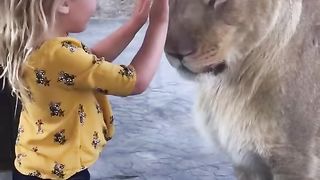 Mother lion plays paddy-cake with 3 year old girl!