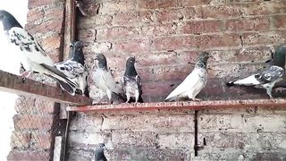 Best parvazi pigeon breeder pair beautiful