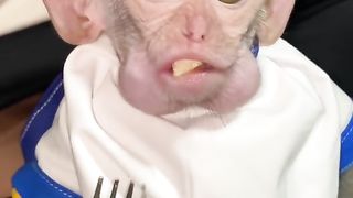 Funny Monkey Viral Video 72