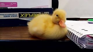 Baby Duck Cant stay awake!