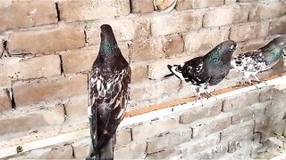 Shikra frooz puri with aye breeder pair