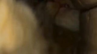 cats having fun