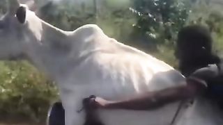 Cow on a Bike