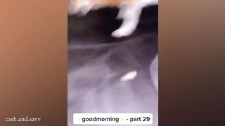 Funny DOGS will make you LAUGH like a drain