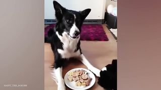 When you have a dog with 200 IQ????