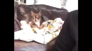 Funniest Animals ???? - Best Of The 2020 Funny Animal Videos ???? - Cutest Animals Ever 18