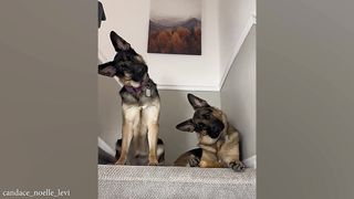Funniest German Shepherd Videos Are Sure To Brighten Your Mood