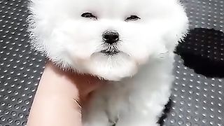 Cutest doggy