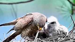 Birds and animals wildlife