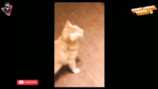 Funniest Dogs And Cats Videos ???? - Best Funny Animals Videos 2023???? 6
