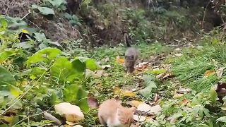 Cats involved