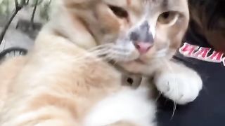cat with dirty face