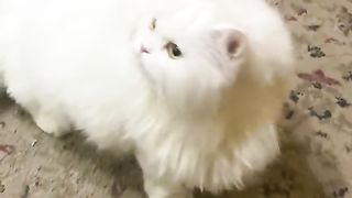 Dasi kitten